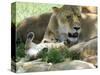 Kenya, Masai Mara; a Lion Cub Paws its Mother's Face in the Shade of a Tree at Midday-John Warburton-lee-Stretched Canvas