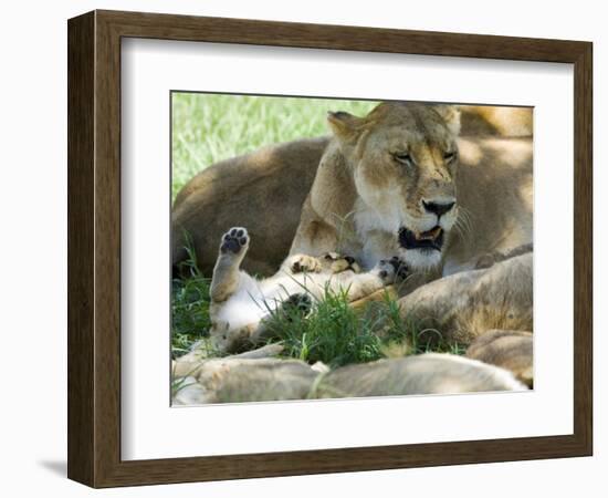 Kenya, Masai Mara; a Lion Cub Paws its Mother's Face in the Shade of a Tree at Midday-John Warburton-lee-Framed Photographic Print