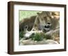 Kenya, Masai Mara; a Lion Cub Paws its Mother's Face in the Shade of a Tree at Midday-John Warburton-lee-Framed Photographic Print