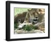 Kenya, Masai Mara; a Lion Cub Paws its Mother's Face in the Shade of a Tree at Midday-John Warburton-lee-Framed Photographic Print