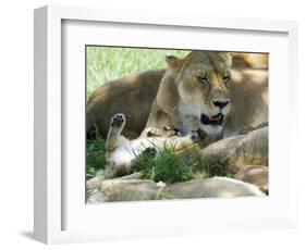 Kenya, Masai Mara; a Lion Cub Paws its Mother's Face in the Shade of a Tree at Midday-John Warburton-lee-Framed Photographic Print
