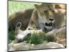 Kenya, Masai Mara; a Lion Cub Paws its Mother's Face in the Shade of a Tree at Midday-John Warburton-lee-Mounted Photographic Print