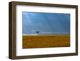 Kenya, Masai Mara, Lone tree-George Theodore-Framed Photographic Print