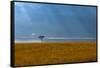 Kenya, Masai Mara, Lone tree-George Theodore-Framed Stretched Canvas