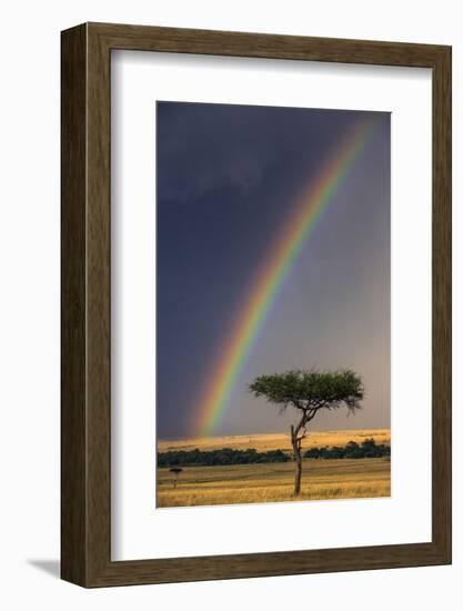 Kenya, Masai Mara, Narok County. a Brilliant Rainbow in Masai Mara National Reserve.-Nigel Pavitt-Framed Photographic Print