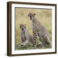 Kenya, Masai Mara, Narok County. Cheetahs Yawn in Unison.-Nigel Pavitt-Framed Photographic Print