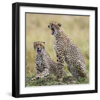 Kenya, Masai Mara, Narok County. Cheetahs Yawn in Unison.-Nigel Pavitt-Framed Photographic Print