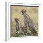 Kenya, Masai Mara, Narok County. Cheetahs Yawn in Unison.-Nigel Pavitt-Framed Photographic Print