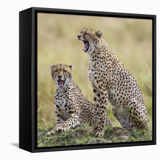 Kenya, Masai Mara, Narok County. Cheetahs Yawn in Unison.-Nigel Pavitt-Framed Stretched Canvas