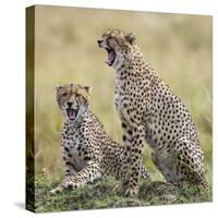 Kenya, Masai Mara, Narok County. Cheetahs Yawn in Unison.-Nigel Pavitt-Stretched Canvas