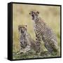 Kenya, Masai Mara, Narok County. Cheetahs Yawn in Unison.-Nigel Pavitt-Framed Stretched Canvas