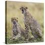 Kenya, Masai Mara, Narok County. Cheetahs Yawn in Unison.-Nigel Pavitt-Stretched Canvas