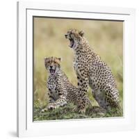 Kenya, Masai Mara, Narok County. Cheetahs Yawn in Unison.-Nigel Pavitt-Framed Photographic Print