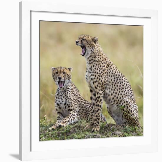 Kenya, Masai Mara, Narok County. Cheetahs Yawn in Unison.-Nigel Pavitt-Framed Photographic Print