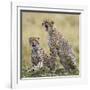 Kenya, Masai Mara, Narok County. Cheetahs Yawn in Unison.-Nigel Pavitt-Framed Photographic Print