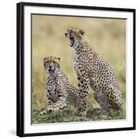 Kenya, Masai Mara, Narok County. Cheetahs Yawn in Unison.-Nigel Pavitt-Framed Photographic Print