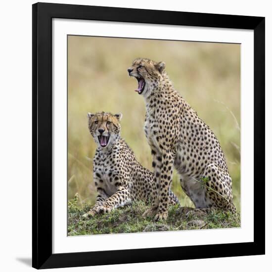 Kenya, Masai Mara, Narok County. Cheetahs Yawn in Unison.-Nigel Pavitt-Framed Photographic Print