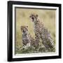 Kenya, Masai Mara, Narok County. Cheetahs Yawn in Unison.-Nigel Pavitt-Framed Photographic Print