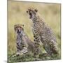 Kenya, Masai Mara, Narok County. Cheetahs Yawn in Unison.-Nigel Pavitt-Mounted Photographic Print