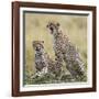 Kenya, Masai Mara, Narok County. Cheetahs Yawn in Unison.-Nigel Pavitt-Framed Photographic Print