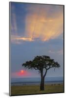 Kenya, Masai Mara, Narok County. Sunrise in Masai Mara National Reserve.-Nigel Pavitt-Mounted Photographic Print