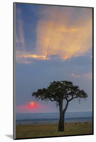 Kenya, Masai Mara, Narok County. Sunrise in Masai Mara National Reserve.-Nigel Pavitt-Mounted Photographic Print