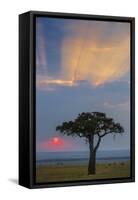 Kenya, Masai Mara, Narok County. Sunrise in Masai Mara National Reserve.-Nigel Pavitt-Framed Stretched Canvas