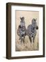 Kenya, Masai Mara, Narok County. Two Common Zebras on the Dry Grasslands of Masai Mara.-Nigel Pavitt-Framed Photographic Print