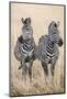 Kenya, Masai Mara, Narok County. Two Common Zebras on the Dry Grasslands of Masai Mara.-Nigel Pavitt-Mounted Photographic Print