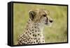 Kenya, Masai Mara National Reserve, Cheetah Alert in the Savanna Ready to Chase for a Kill-Anthony Asael-Framed Stretched Canvas