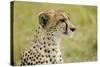 Kenya, Masai Mara National Reserve, Cheetah Alert in the Savanna Ready to Chase for a Kill-Anthony Asael-Stretched Canvas