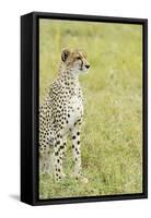 Kenya, Masai Mara National Reserve, Cheetah Alert in the Savanna Ready to Chase for a Kill-Thibault Van Stratum-Framed Stretched Canvas
