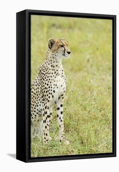 Kenya, Masai Mara National Reserve, Cheetah Alert in the Savanna Ready to Chase for a Kill-Thibault Van Stratum-Framed Stretched Canvas