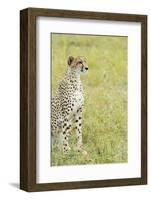 Kenya, Masai Mara National Reserve, Cheetah Alert in the Savanna Ready to Chase for a Kill-Thibault Van Stratum-Framed Photographic Print