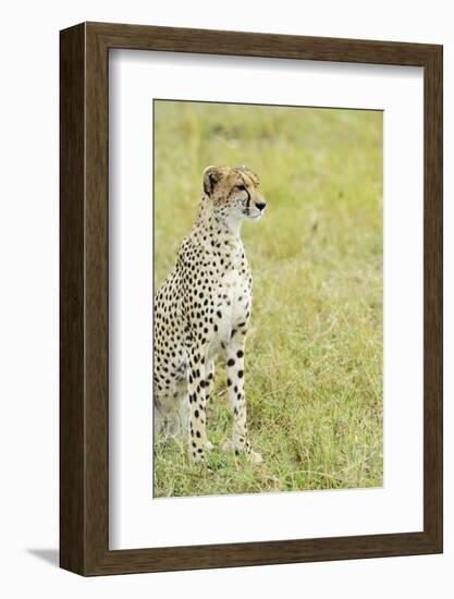 Kenya, Masai Mara National Reserve, Cheetah Alert in the Savanna Ready to Chase for a Kill-Thibault Van Stratum-Framed Photographic Print