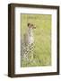 Kenya, Masai Mara National Reserve, Cheetah Alert in the Savanna Ready to Chase for a Kill-Thibault Van Stratum-Framed Photographic Print