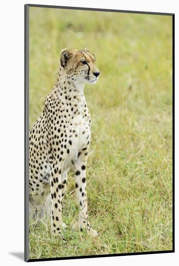 Kenya, Masai Mara National Reserve, Cheetah Alert in the Savanna Ready to Chase for a Kill-Thibault Van Stratum-Mounted Photographic Print