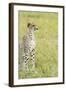 Kenya, Masai Mara National Reserve, Cheetah Alert in the Savanna Ready to Chase for a Kill-Thibault Van Stratum-Framed Photographic Print