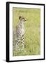 Kenya, Masai Mara National Reserve, Cheetah Alert in the Savanna Ready to Chase for a Kill-Thibault Van Stratum-Framed Photographic Print