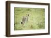 Kenya, Masai Mara National Reserve, Cheetah Alert in the Savanna Ready to Chase for a Kill-Anthony Asael-Framed Photographic Print