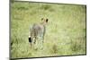 Kenya, Masai Mara National Reserve, Cheetah Alert in the Savanna Ready to Chase for a Kill-Anthony Asael-Mounted Photographic Print