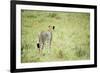 Kenya, Masai Mara National Reserve, Cheetah Alert in the Savanna Ready to Chase for a Kill-Anthony Asael-Framed Photographic Print