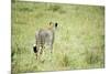 Kenya, Masai Mara National Reserve, Cheetah Alert in the Savanna Ready to Chase for a Kill-Anthony Asael-Mounted Photographic Print