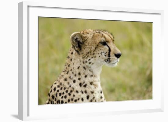Kenya, Masai Mara National Reserve, Cheetah Alert in the Savanna Ready to Chase for a Kill-Anthony Asael-Framed Photographic Print