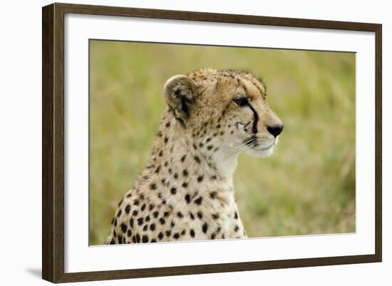 Kenya, Masai Mara National Reserve, Cheetah Alert in the Savanna Ready to Chase for a Kill-Anthony Asael-Framed Photographic Print