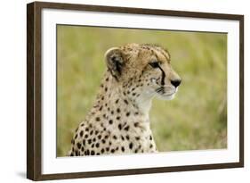 Kenya, Masai Mara National Reserve, Cheetah Alert in the Savanna Ready to Chase for a Kill-Anthony Asael-Framed Photographic Print