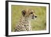 Kenya, Masai Mara National Reserve, Cheetah Alert in the Savanna Ready to Chase for a Kill-Anthony Asael-Framed Photographic Print