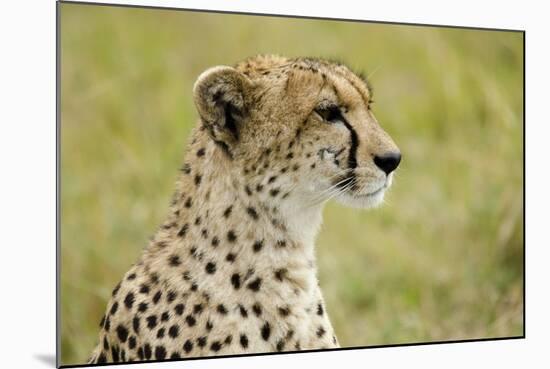 Kenya, Masai Mara National Reserve, Cheetah Alert in the Savanna Ready to Chase for a Kill-Anthony Asael-Mounted Photographic Print