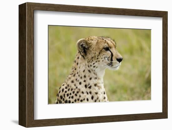 Kenya, Masai Mara National Reserve, Cheetah Alert in the Savanna Ready to Chase for a Kill-Anthony Asael-Framed Photographic Print