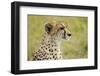 Kenya, Masai Mara National Reserve, Cheetah Alert in the Savanna Ready to Chase for a Kill-Anthony Asael-Framed Photographic Print